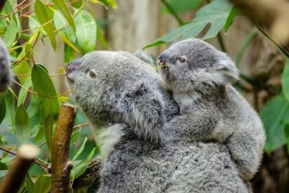 Koala sitting on eucalyptus tree in threatened forest habitat