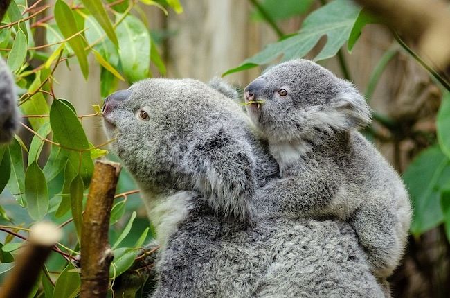 Koala sitting on eucalyptus tree in threatened forest habitat