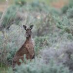 Greens leader Larissa Waters – role in passing nature law reforms in Australian Parliament