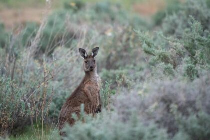 Greens leader Larissa Waters – role in passing nature law reforms in Australian Parliament