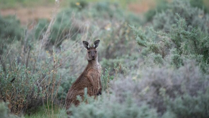 Greens leader Larissa Waters – role in passing nature law reforms in Australian Parliament
