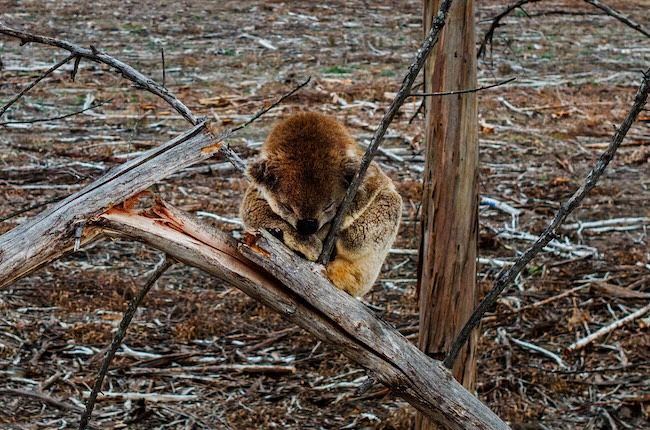 Surviving koala clinging to tree in harvested blue gum plantation