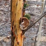 Aerial culling operation of koalas in Victoria, Australia