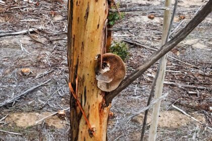 Aerial culling operation of koalas in Victoria, Australia