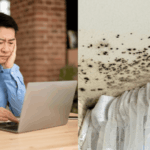 Mould-covered walls in rental bedroom
