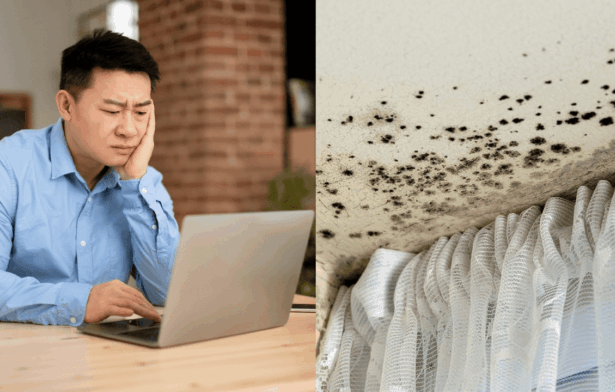 Mould-covered walls in rental bedroom