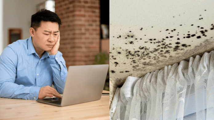 Mould-covered walls in rental bedroom