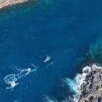 Ty Peters captures rare footage of humpbacks at Shellharbour coast