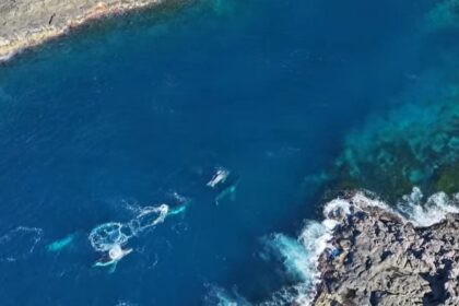 Ty Peters captures rare footage of humpbacks at Shellharbour coast