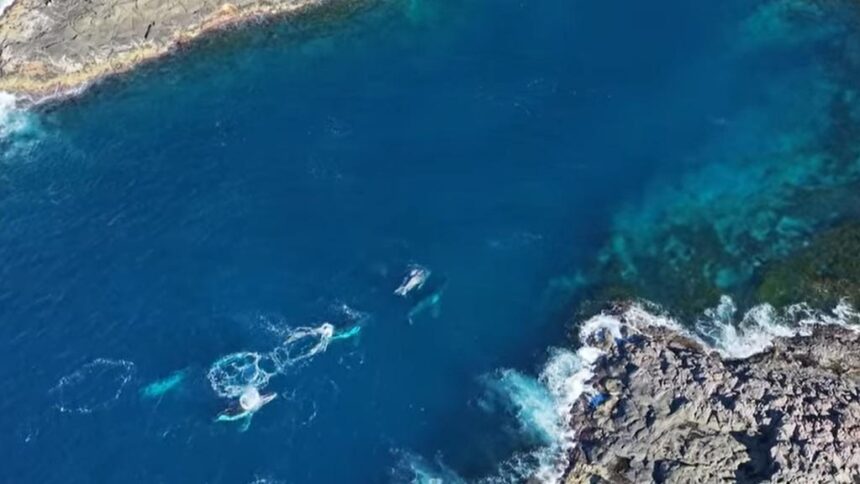 Ty Peters captures rare footage of humpbacks at Shellharbour coast